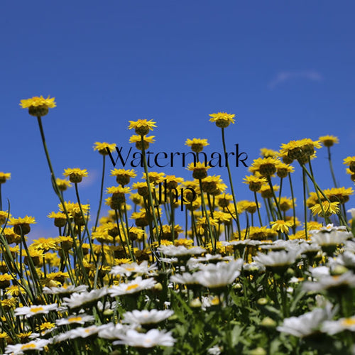 FIELD OF DAISIES